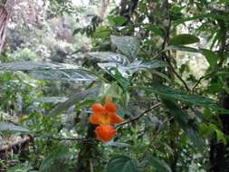 Image de Drymonia rubra C. V. Morton