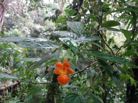 Image of Drymonia rubra C. V. Morton