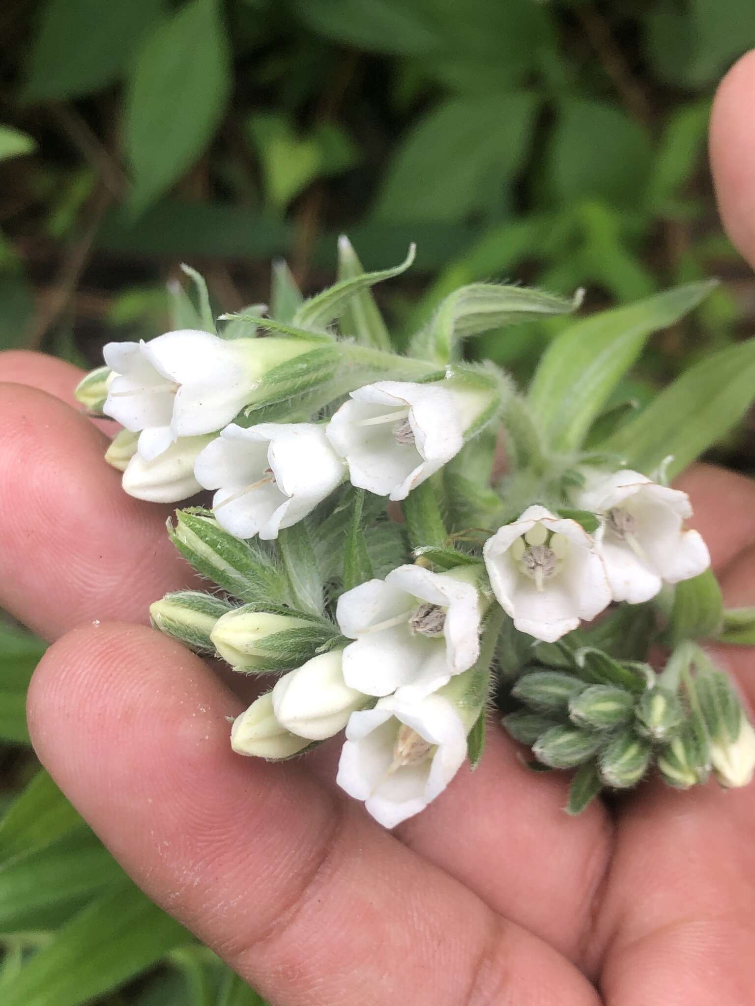 Слика од Lithospermum trinervium (Lehm.) J. I. Cohen