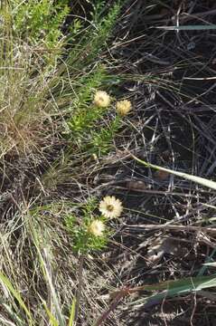 Image of Monkey-tail everlasting