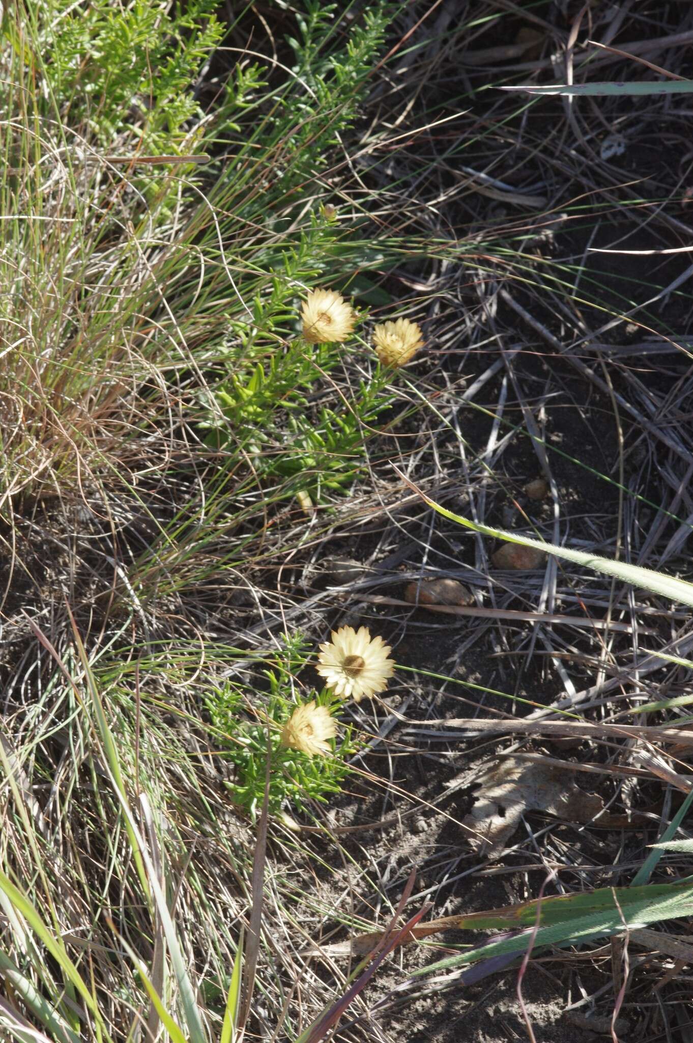 Слика од Helichrysum herbaceum (Andr.) Sw.