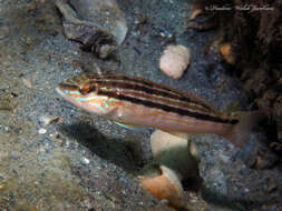 Image of Sand Perch