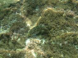 Image of Corkwing Wrasse