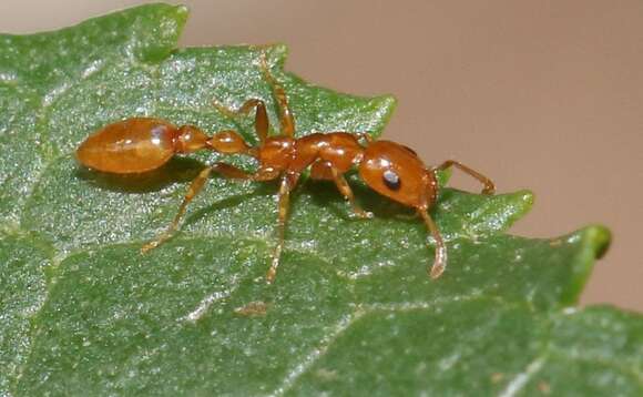 Tetraponera emeryi (Forel 1911) resmi