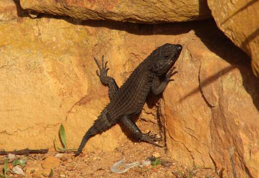 Image of Black girdled lizard