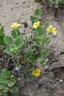 Image of peonyleaf woodsorrel