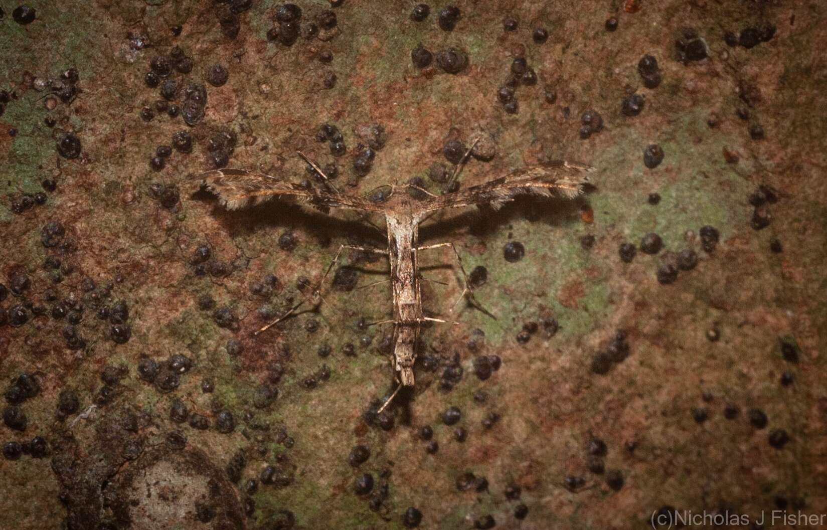 Image of Hexadactilia civilis Meyrick 1921