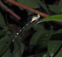 Imagem de Austrogomphus amphiclitus (Selys 1873)