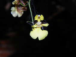 Image of Oncidium reflexum Lindl.