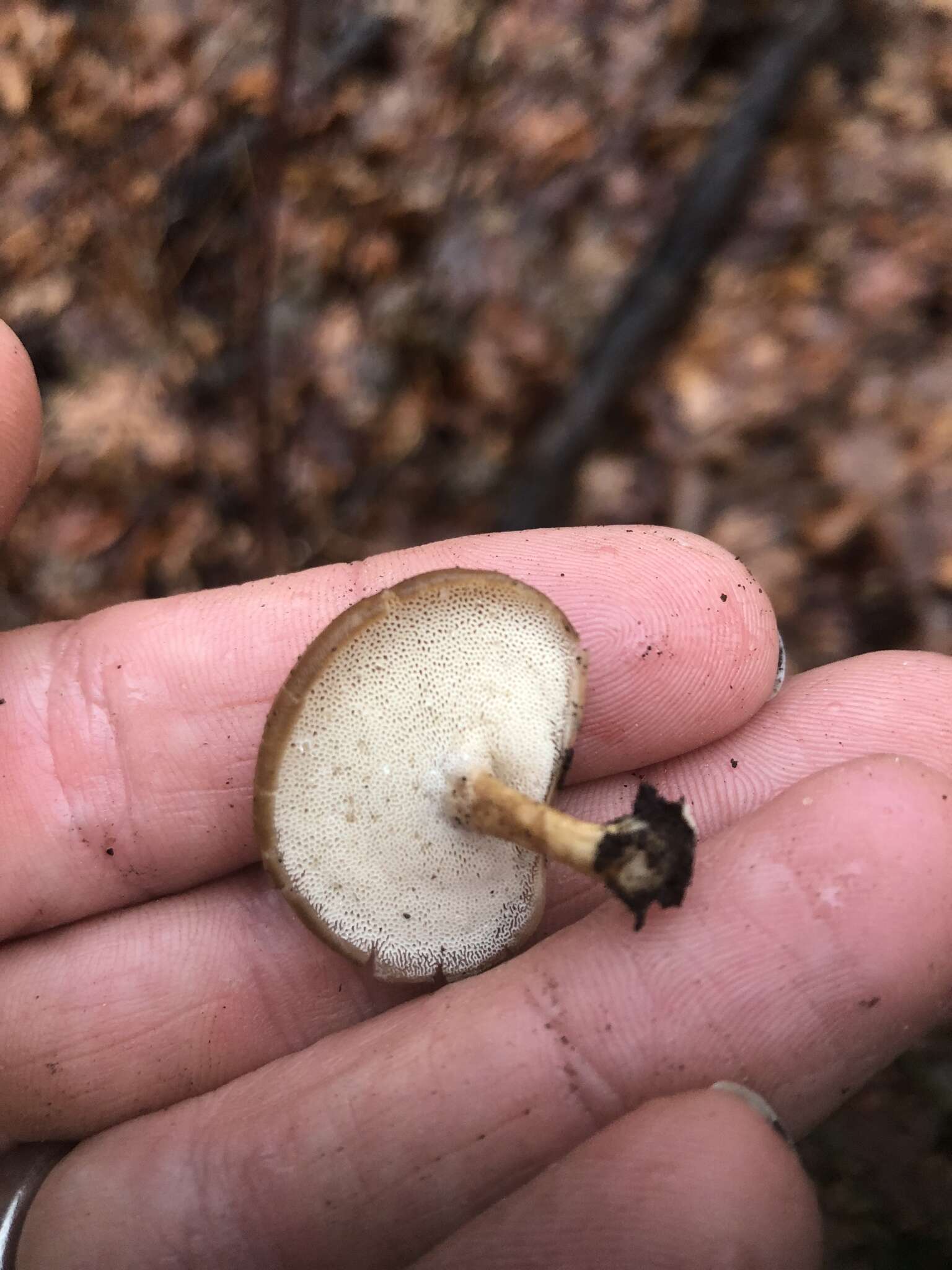 Image of Lentinus brumalis (Pers.) Zmitr. 2010