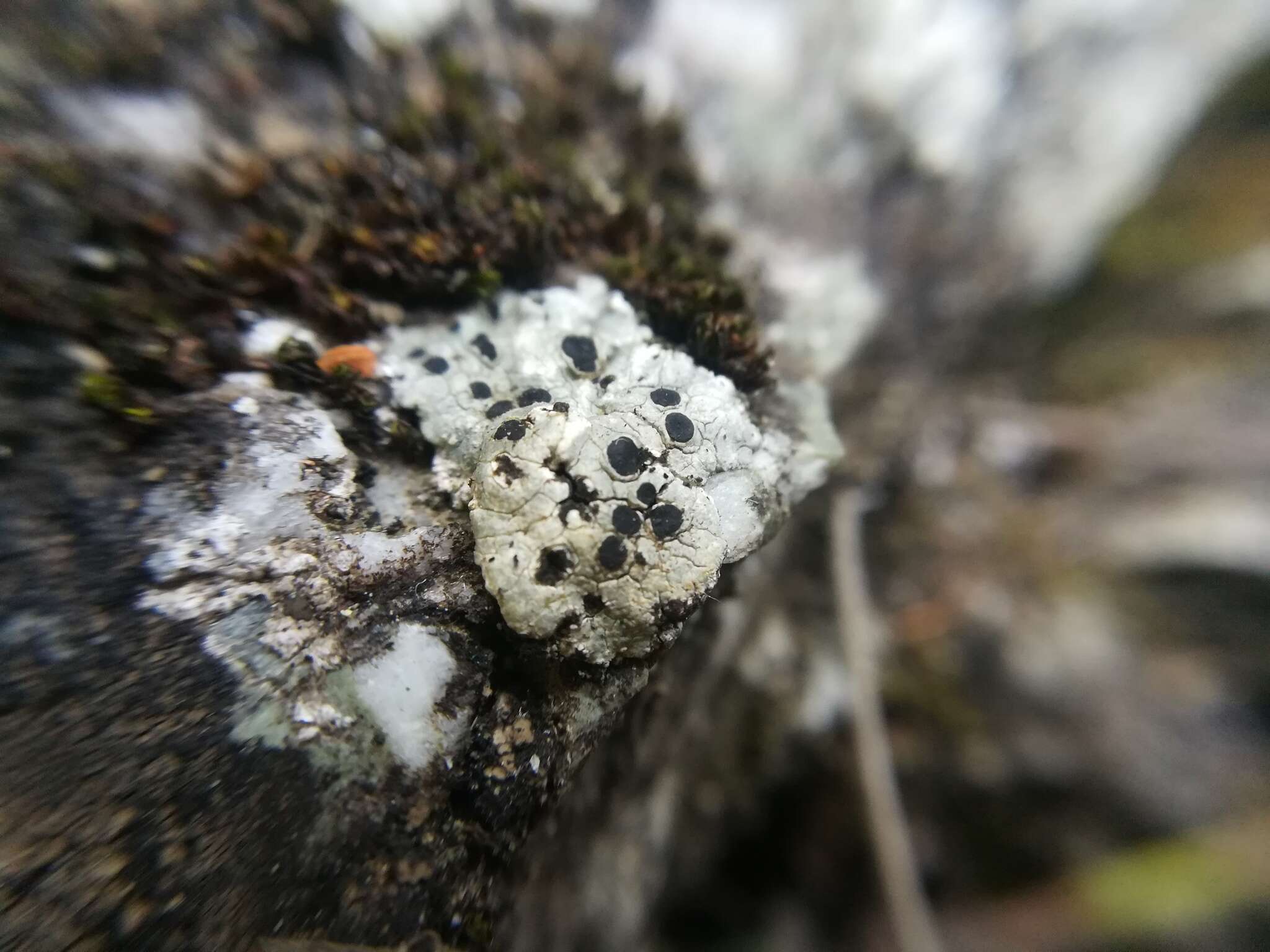 Image of rim lichen