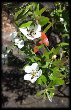 Sivun Leptospermum turbinatum J. Thompson kuva