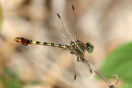 Image of Clubbed Talontail