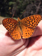 Image of Adiaste Fritillary