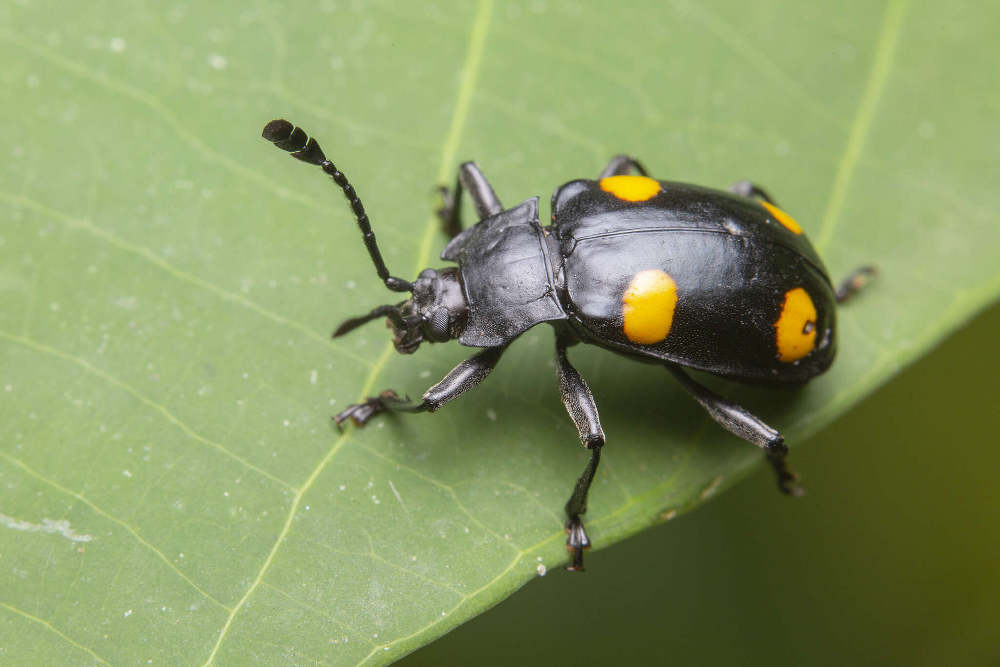 Image of Eumorphus quadriguttatus (Illiger 1800)