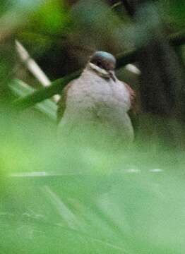 Image of Key West Quail-Dove