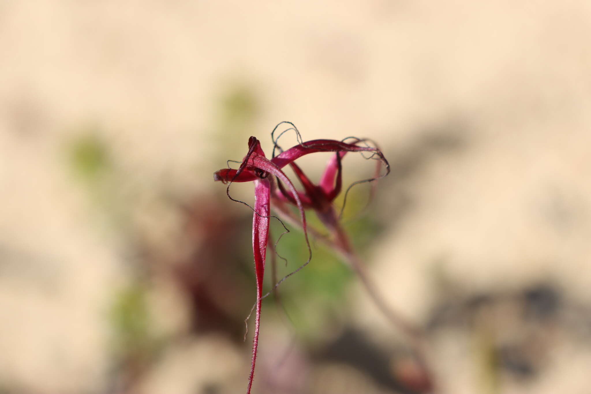 Caladenia sanguinea D. L. Jones的圖片