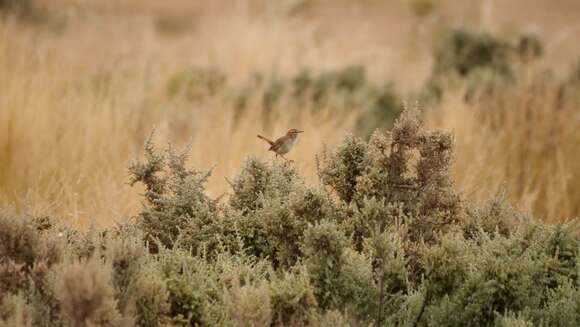 Image of Rufous Calamanthus