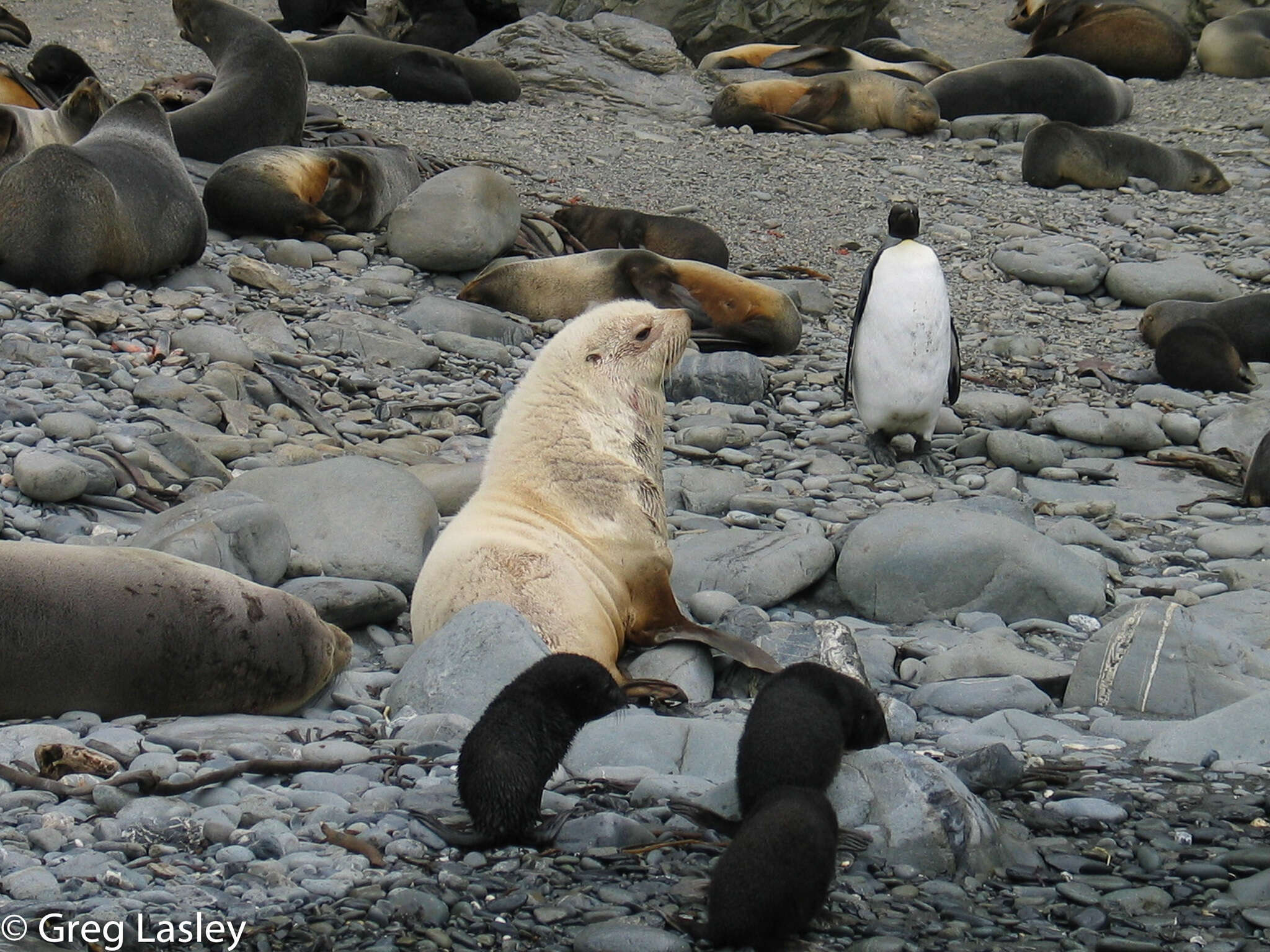 Image of Antarctic Fur Seal