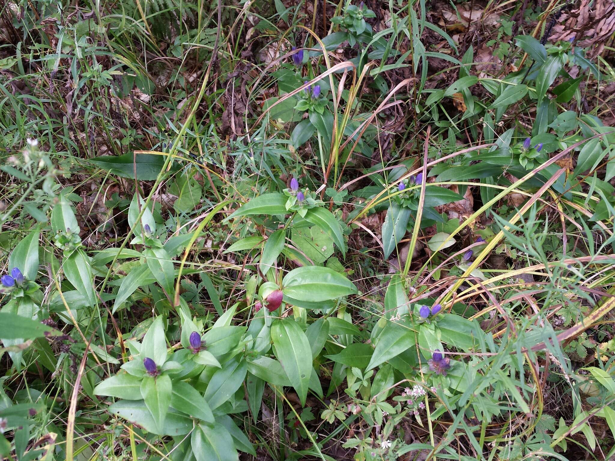 Image of bottle gentian