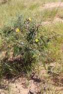 Image of Chamaecrista huillensis (Mendonca & Torre) Lock