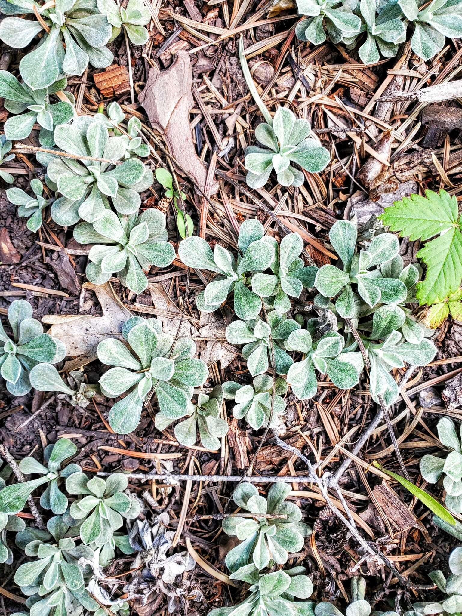 Imagem de Antennaria marginata Greene