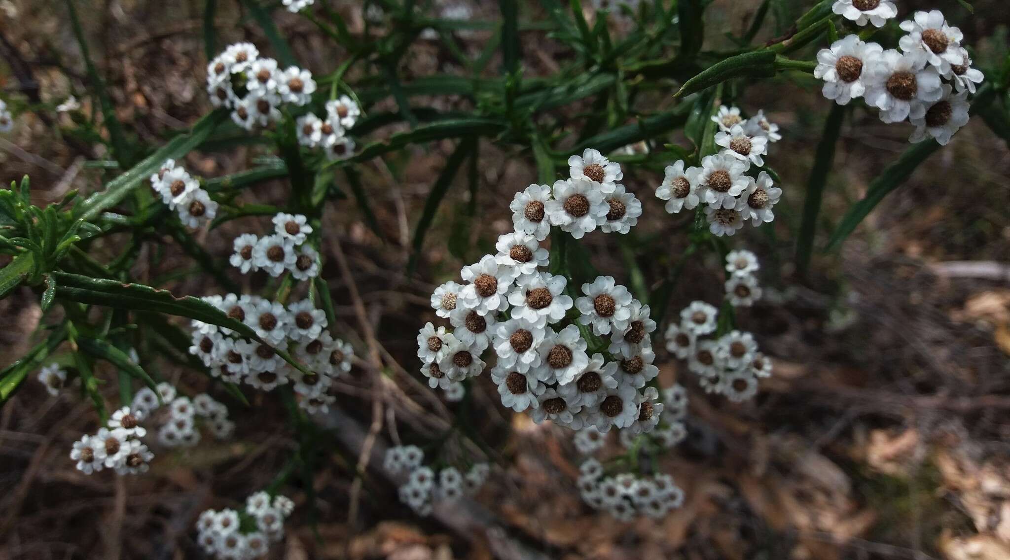 Image of Ixodia achillaeoides subsp. alata