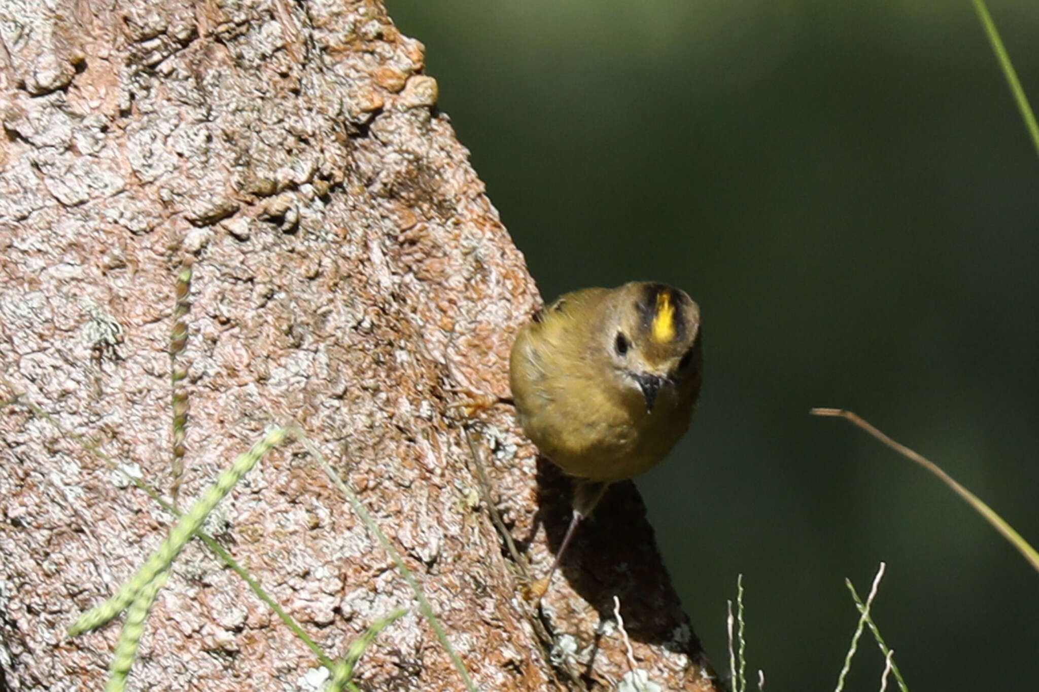 Image de Regulus regulus azoricus Seebohm 1883