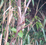 Image of Chestnut Bunting