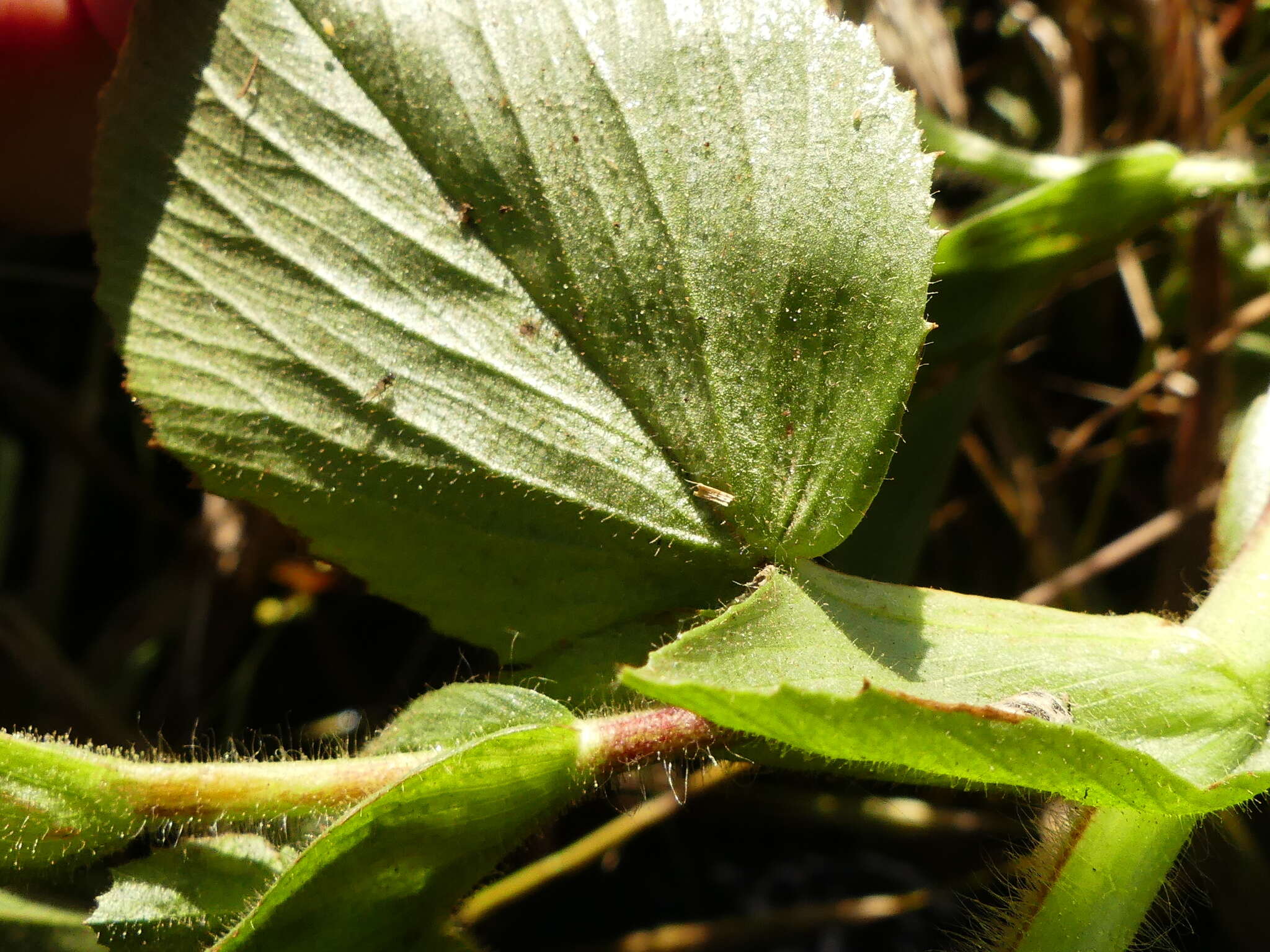 Ononis alopecuroides L.的圖片