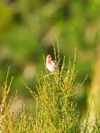 Image of Lesser Redpoll