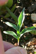 Image of Pelargonium leptum L. Bolus