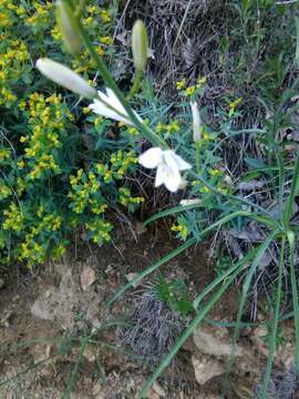 Image of St. Bernard’s lily