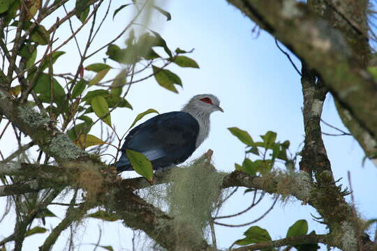 Image of Comoro Blue Pigeon