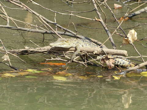 Image of West African crocodile