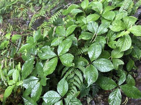 Image of Chloranthus henryi Hemsl.