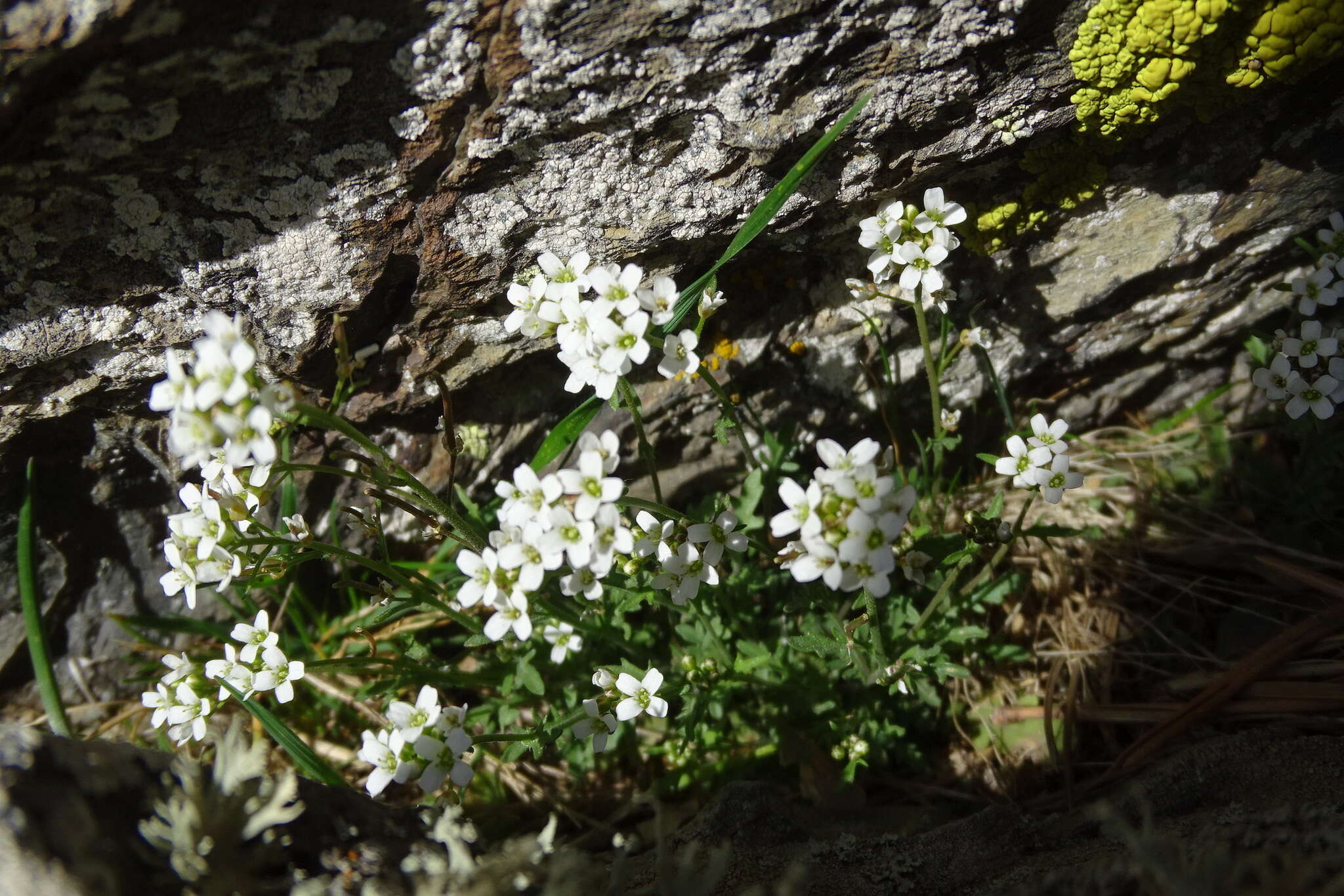 Image of Murbeckiella pinnatifida (Lam.) Rothm.