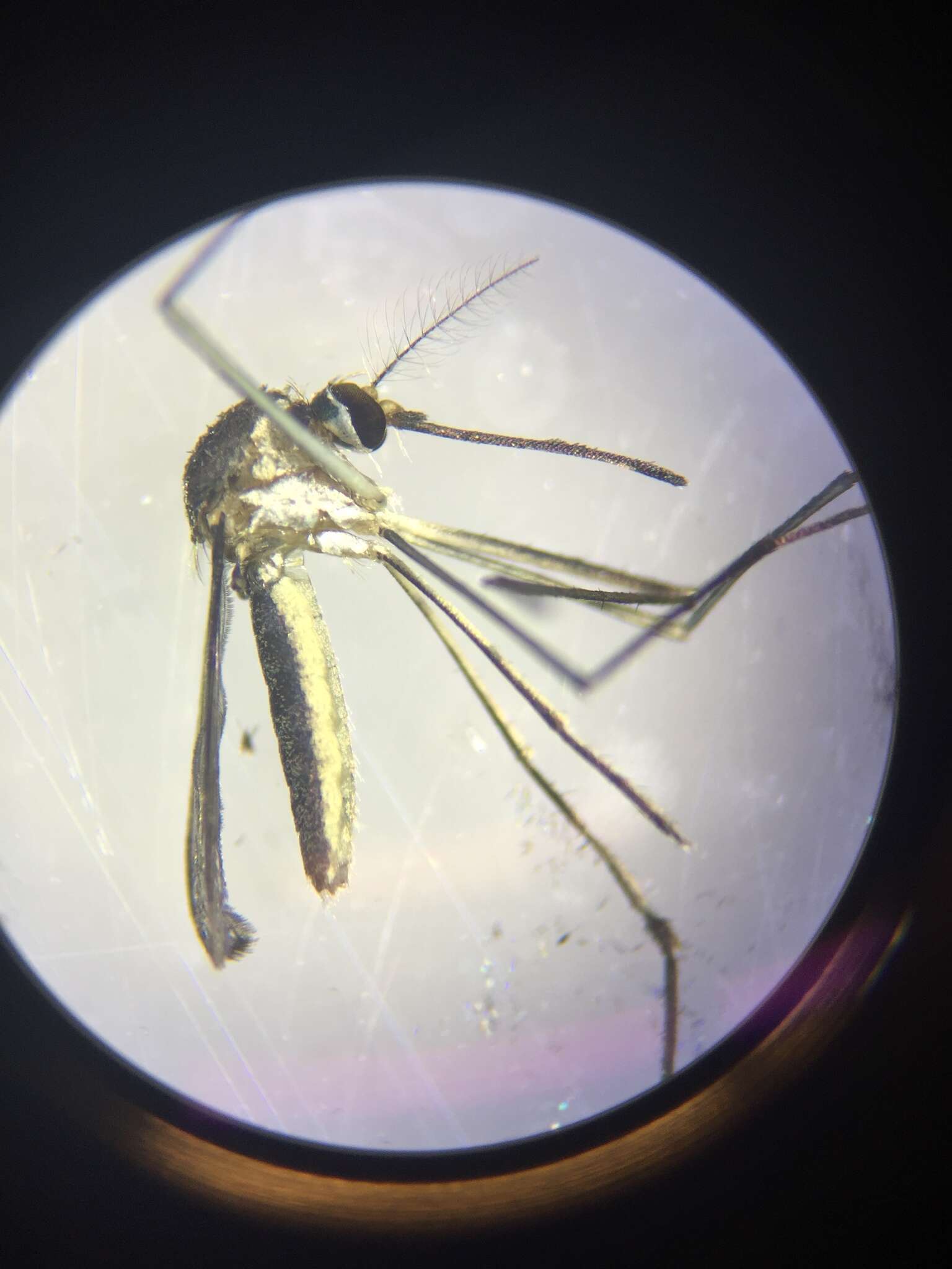 Image of Mosquito