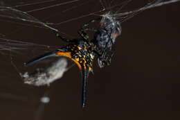 Image of Gasteracantha dalyi Pocock 1900