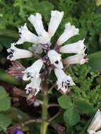 Image of Common Roman Squill