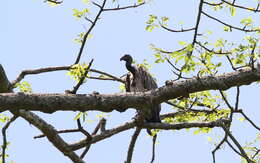 Image of Slender-billed Vulture