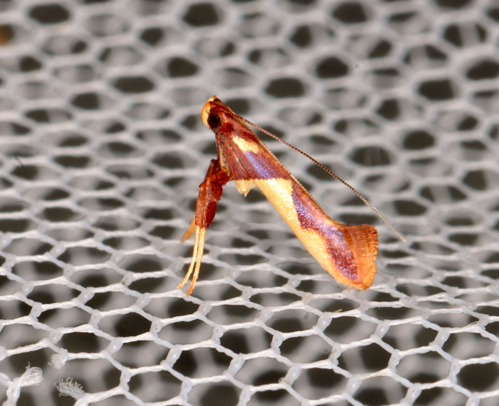 Sivun Caloptilia xanthopharella (Meyrick 1880) kuva