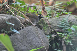 Image of White-eared Ground Sparrow