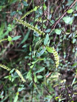 Acalypha eremorum Müll. Arg. resmi