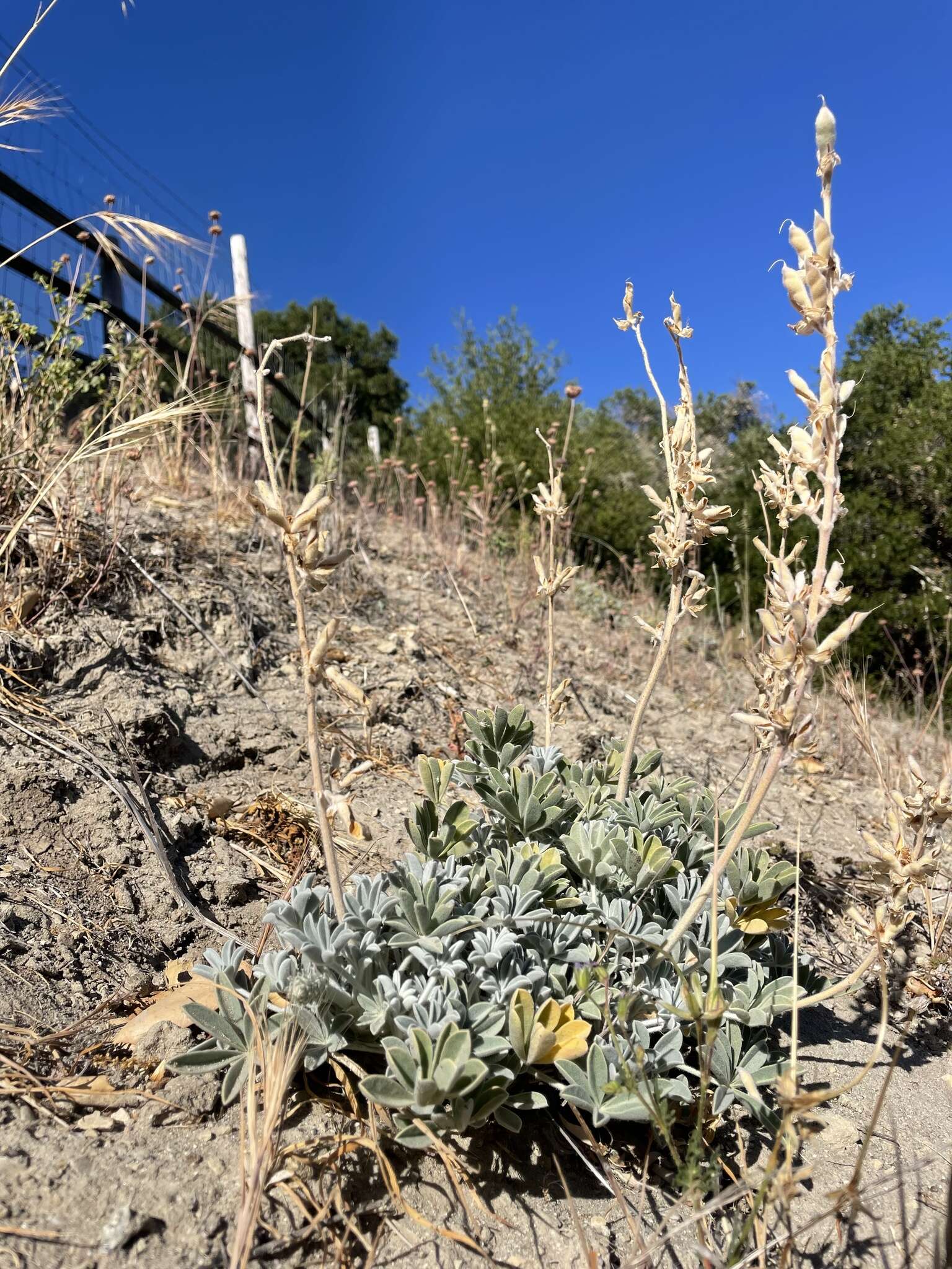 Image of San Luis lupine