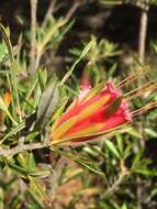 Image of Lambertia formosa Sm.