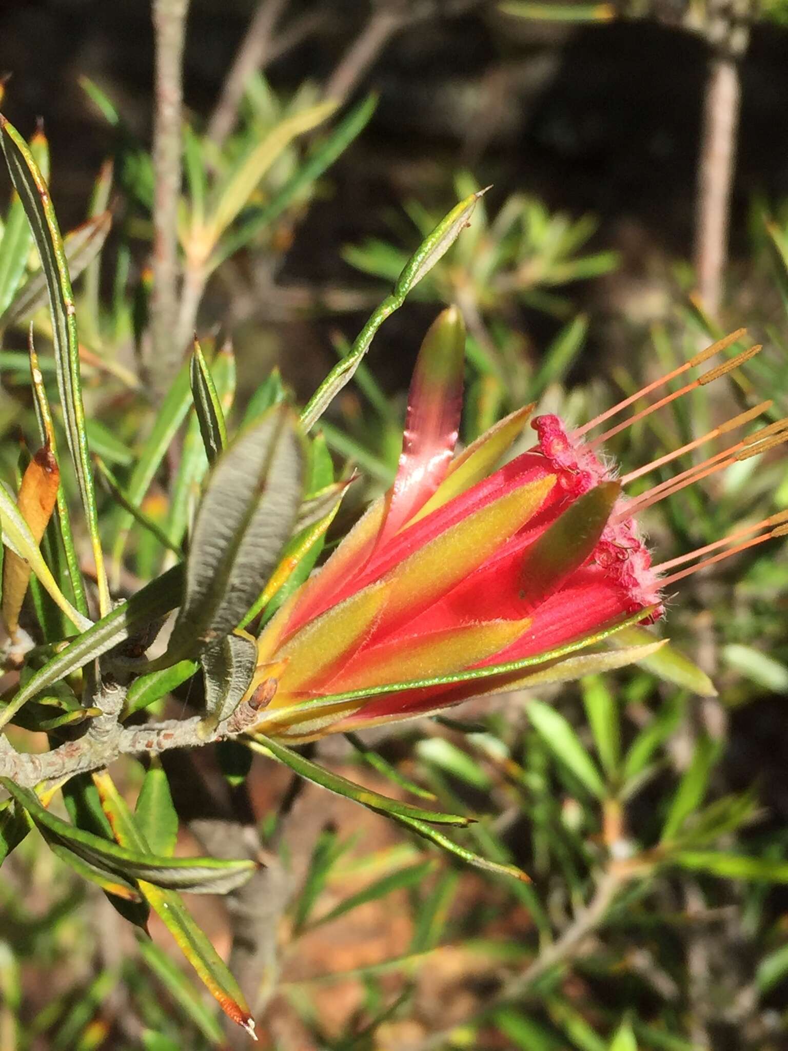 Image of Lambertia formosa Sm.