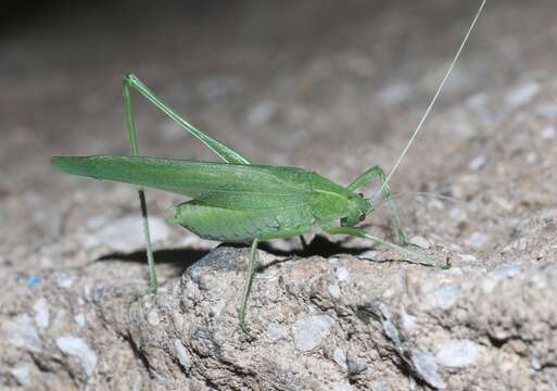 Image of Apache Bush Katydid