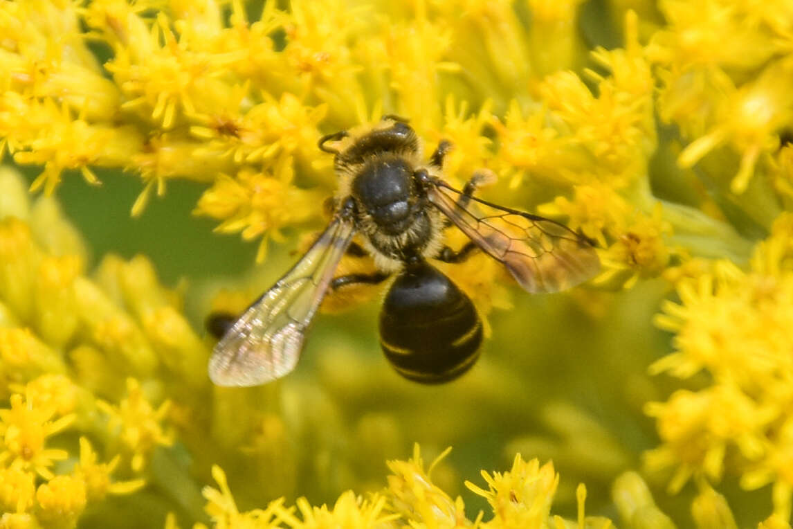 Image of Andrena braccata Viereck 1907