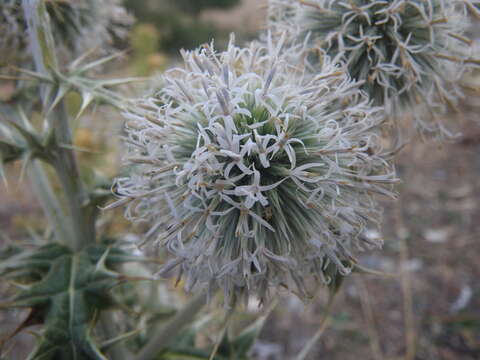 Image of Echinops sphaerocephalus subsp. albidus (Boiss. & Spruner) Kozuharov